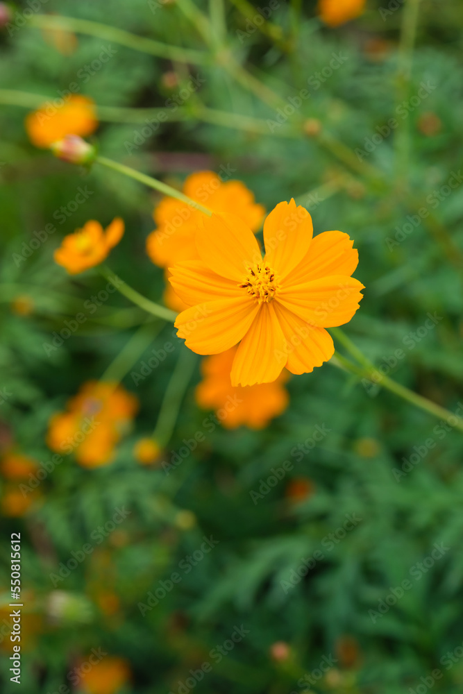 Cosmos with brightly colored flowers in an autumn farming village Cosmos with brightly colored flowers in an autumn farming village