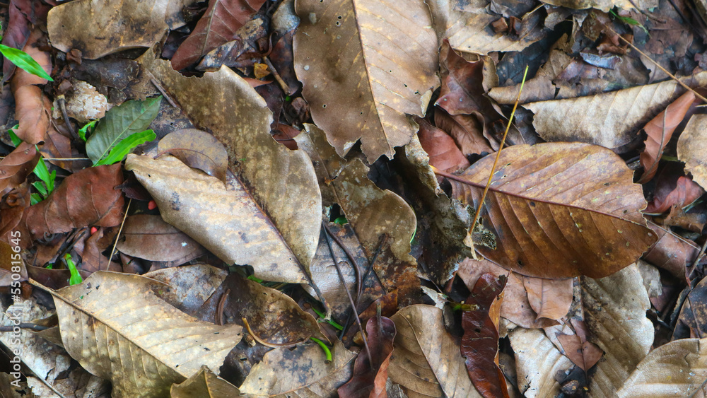 dry leaves on the ground falling from the tree dry leaves on the ground falling from the tree