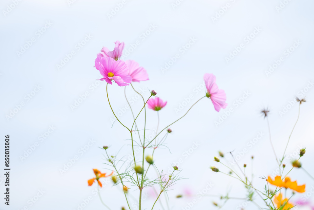Cosmos with brightly colored flowers in an autumn farming village Cosmos with brightly colored flowers in an autumn farming village