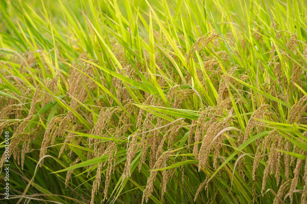 Autumn farming village, golden rice at harvest time Autumn farming village, golden rice at harvest time