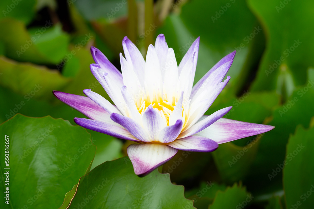 Beautiful blooming Nymphaea lotus flower with leaves, Water lily pot Beautiful blooming Nymphaea lotus flower with leaves, Water lily pot