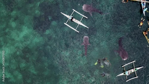 aerial drone footage of big whale shark swimming in sea near bohol shores in philippines photo