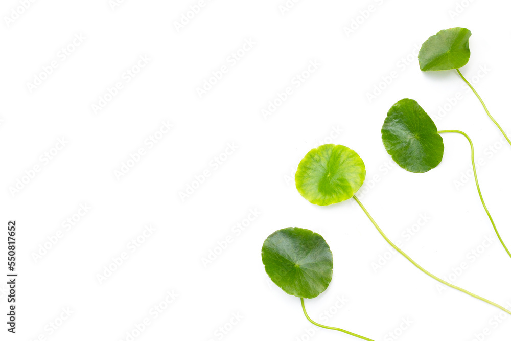 Fresh green centella asiatica leaves Fresh green centella asiatica leaves
