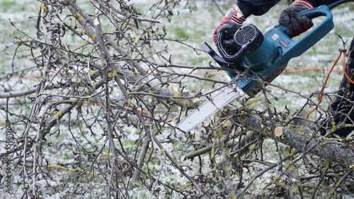 Person use electric chainsaw to cut small apple tree branches photo