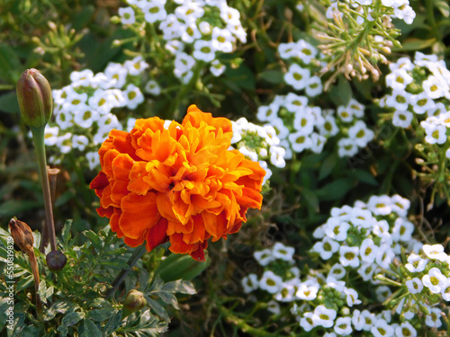 Beautiful tagetes flower on background of alyssum.