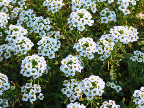 White alyssum on flowerbed.