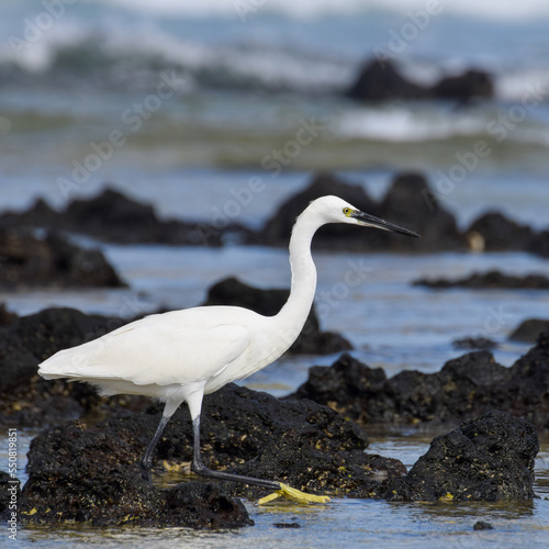 Great egret in the sea at the beach of Fuerteventura  Canary islands  Spain