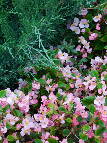 Pink begonia semperflorens cultorum and juniper branches.