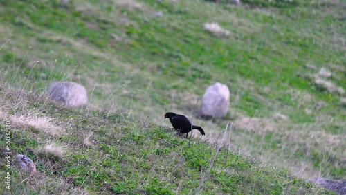 The Caucasian Grouse (Lyrurus mlokosiewiczi) is a high mountain (alpine) bird and inhabits alpine meadows. The main food of mountain cocks is plants, and alpine fruits are their main food source. photo