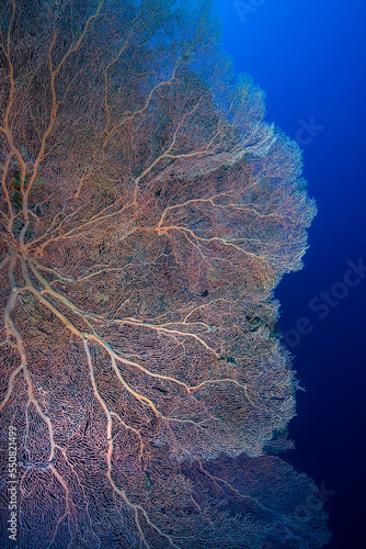 Fototapeta Naklejka Na Ścianę i Meble -  Gorgonia on a reef near Daedalus reef in the Red Sea. Large red gorgonians found on reefs. Gorgonias found on coral reefs. Red Sea, Egypt