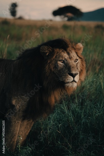 Vertical shot of an Asian lion (Panthera leo persica) looking aside photo