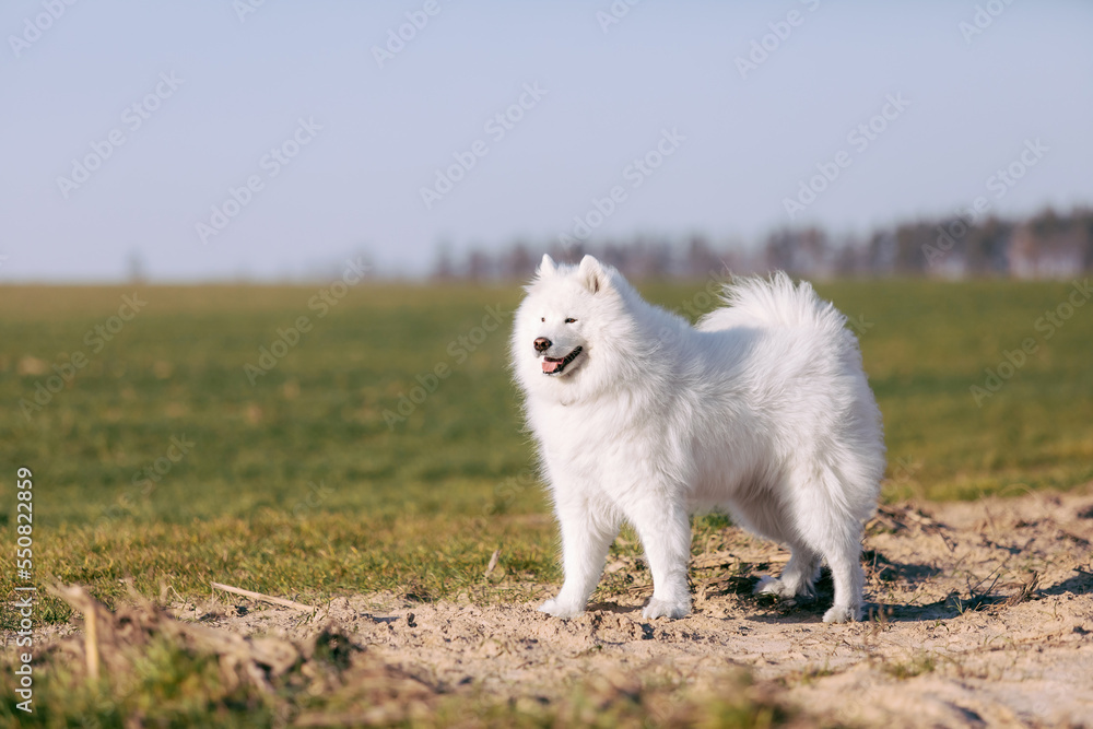 Samoyed dog on the meadow. Fluffy pet. White furry dog on the field Samoyed dog on the meadow. Fluffy pet. White furry dog on the field