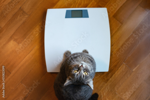 Funny cat standing on the scale. Photo of a cat's paws standing on a measuring scale. Cute tabby cat stands on scales and looks up. Curious pets.