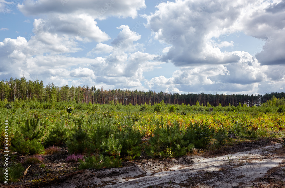 Obraz premium Dense pine forest against the sky and meadows. Beautiful landscape of a row of trees and blue sky background