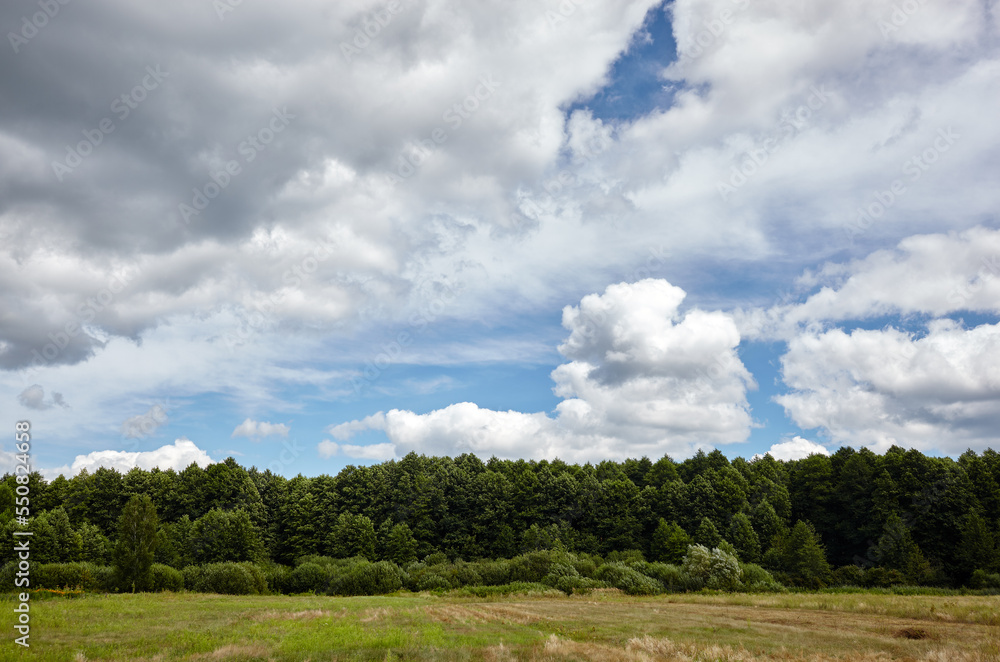 Dense forest against the sky and meadows. Beautiful landscape of a row of trees and blue sky background