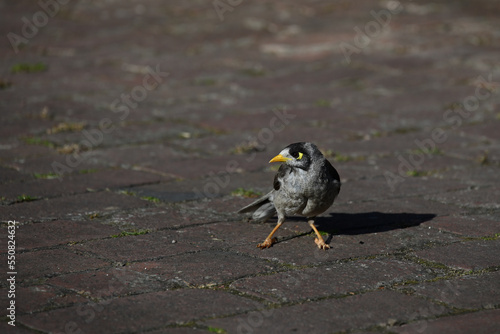 Small noisy miner bird, manorina melanocephala, standing in the middle of a brick road, looking to the left as it casts a shadow to the right photo