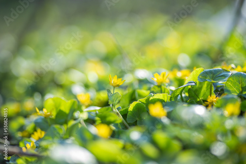 Fototapeta Naklejka Na Ścianę i Meble -  Ficaria verna, Ranunculus ficaria L., lesser celandine, pilewort, fig buttercup little yellow meadow flowers. Background with yellow flowers.