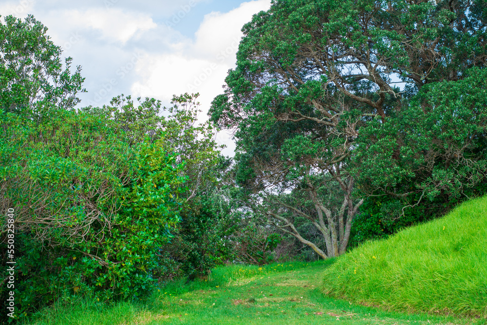 Lush green of trees on a grass covered hillside on a sunny spring day in Devonport, Auckland, New Zealand