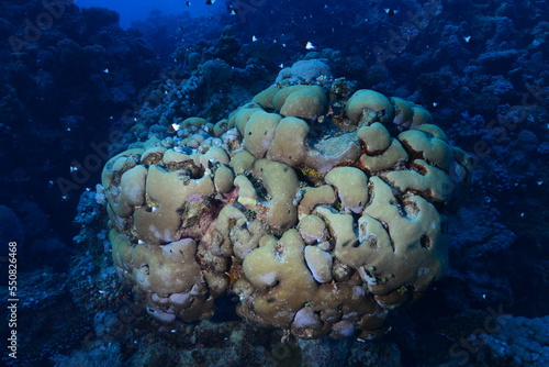 Underwater World. Coral fish and reefs of the Red Sea.Underwater background.Egypt	 photo