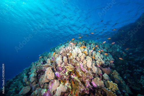 Fototapeta Naklejka Na Ścianę i Meble -  Underwater World. Coral fish and reefs of the Red Sea.Underwater background. Egypt	