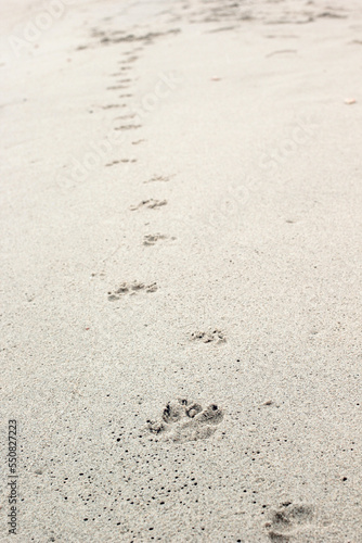Dog footprints on the sand.