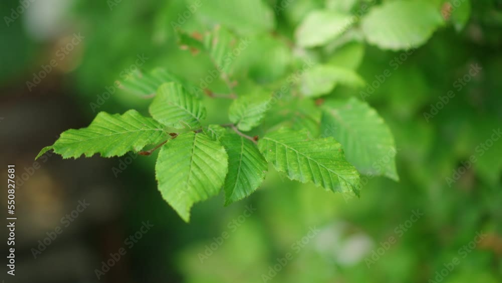Spring Forest. Beautiful Rich Green Leaves Of Tree Waving In The Wind Spring Forest. Beautiful Rich Green Leaves Of Tree Waving In The Wind