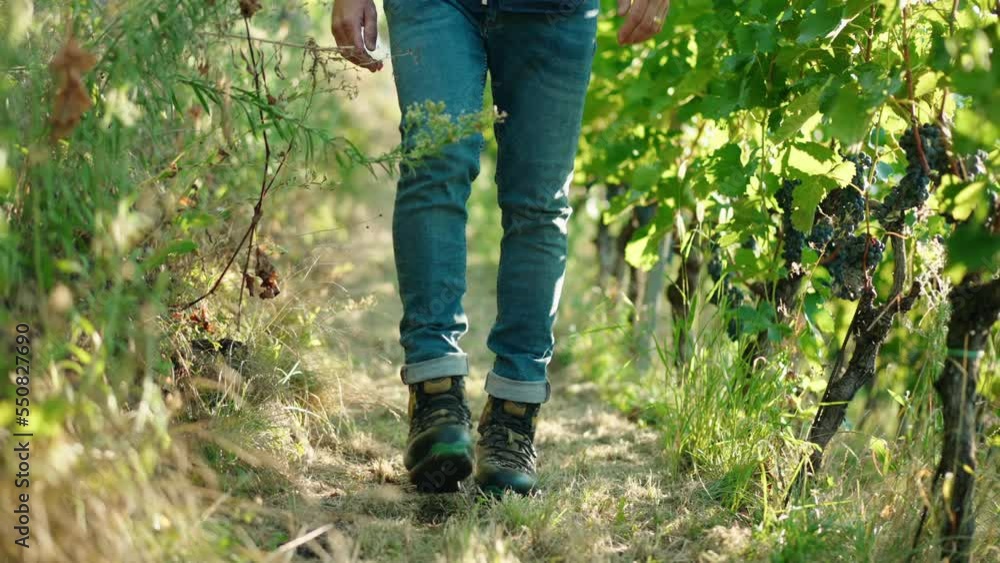 Closeup of a man's feet walking through vineyards red wine Closeup of a man's feet walking through vineyards red wine