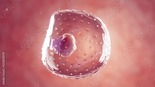 3d rendered medical animation of a 1 week old embryo inside the uterus