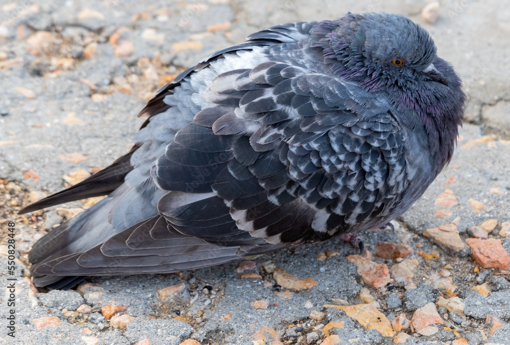 Fototapeta premium big sad beautiful pigeon