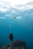 Underwater photography coral reef animals 