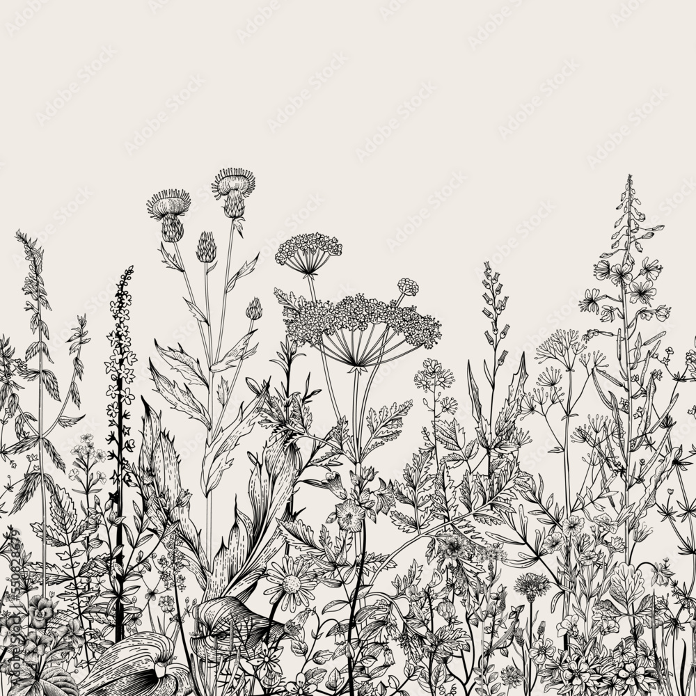 Vector seamless floral border. Herbs and wild flowers. Botanical