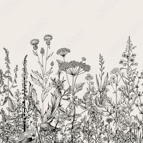 Vector seamless floral border. Herbs and wild flowers. Botanical Illustration engraving style. Black and white