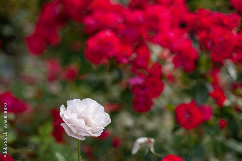 Roses of viva magenta color in botanical garden. Pink red rose flowers in bloom. Trendy color shade backdrop. Roses of viva magenta color in botanical garden. Pink red rose flowers in bloom. Trendy color shade backdrop.