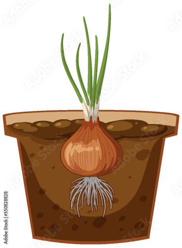 Root of onion plant vector