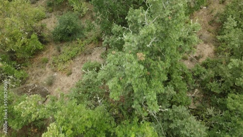 Vuelo de dron cenital hacia delante sobre árboles y revelación de bosque en Galicia photo