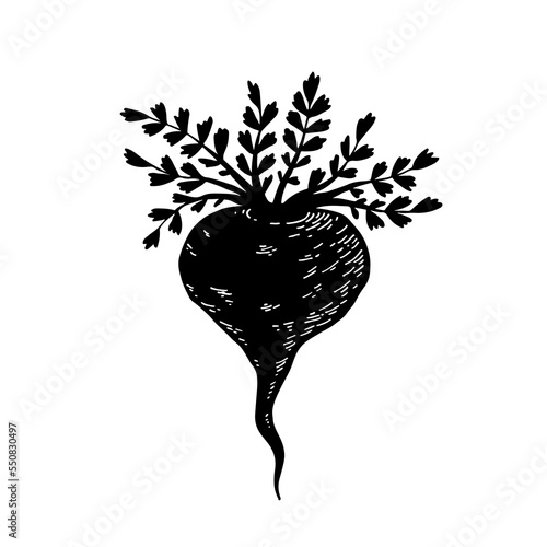 Black maca. Hand drawn silhouette vector illustration.