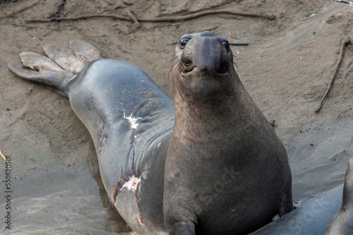 Elepant seal laying on the beach at Elephant Seal Vista Point  San Simeon