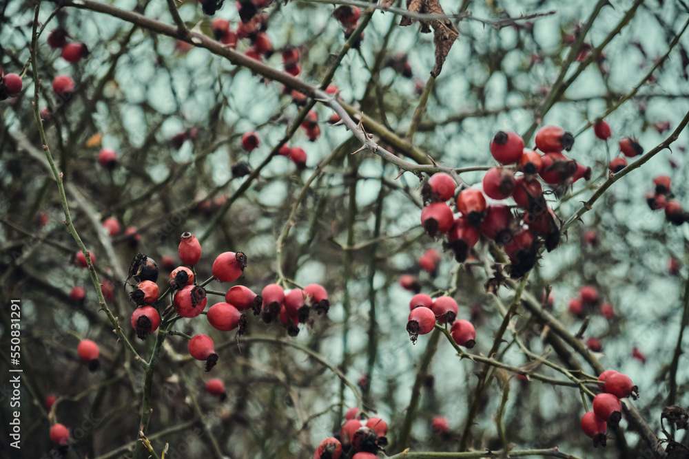 Snow-covered red rosehip berries on a bush against a background of snow. Rosehip bush with berries in winter Snow-covered red rosehip berries on a bush against a background of snow. Rosehip bush with berries in winter
