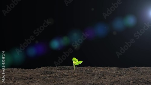  Spring plant growth sprouts and seedlings emerge from the ground