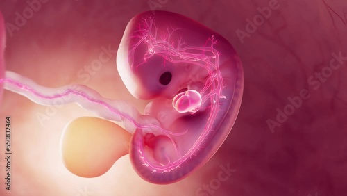 3d rendered medical animation of an embryo's cardiovascular system at 8 weeks photo