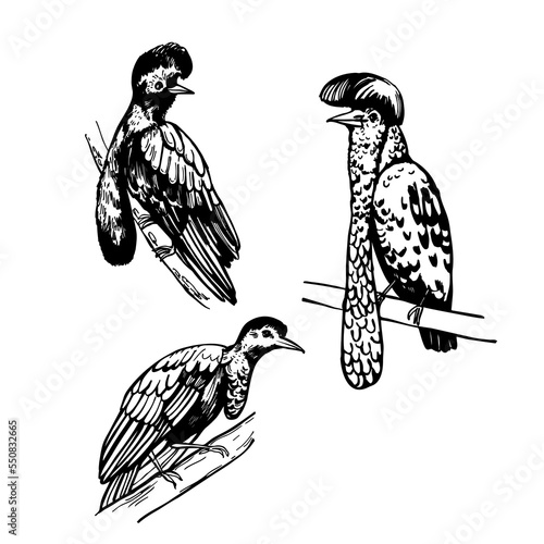 Long-wattled umbrellabird (Cephalopterus penduliger).  Sketch  illustration. photo