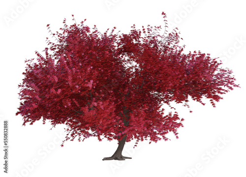 3d render :  Red maple tree plant in autumn, plenty of leaves isolated on white background, PNG transparent for graphic resources
