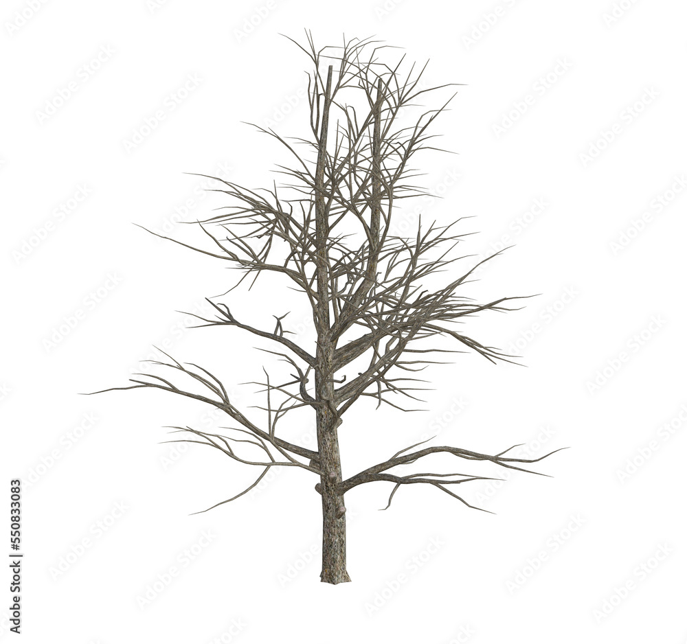 3d render : Tree trunk without leaves, PNG transparent for graphic resources 3d render : Tree trunk without leaves, PNG transparent for graphic resources