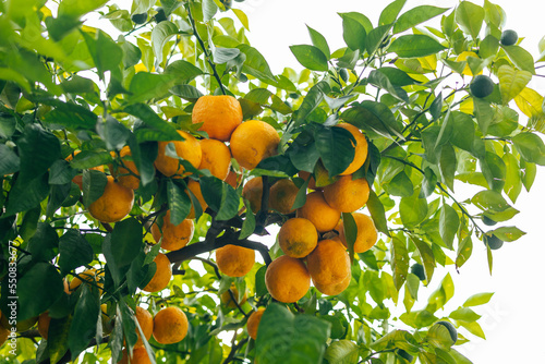 Ripe and juicy oranges on the tree at farmer s garden  Spain  Valencia