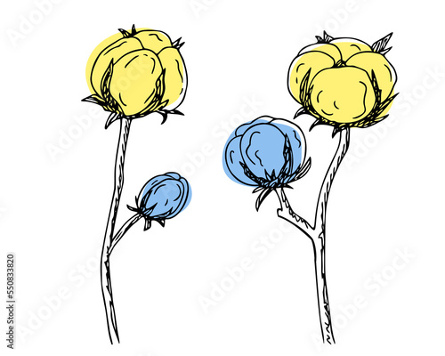 Cotton blue-yellow flower, Bavovna floral branch,fiber of plant origin. Hand-drawn sketch style. Symbol of Ukraine's military success and struggle. Isolated. Vector illustration