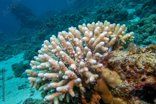 Coral reef with great Acropora coral (Scleractinia) at the bottom of tropical sea, underwater lanscape photo