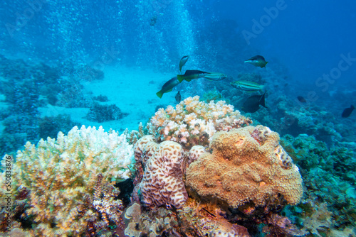 Colorful, picturesque coral reef at the bottom of tropical sea, hard corals and and a lot of air bubbles, underwater landscape