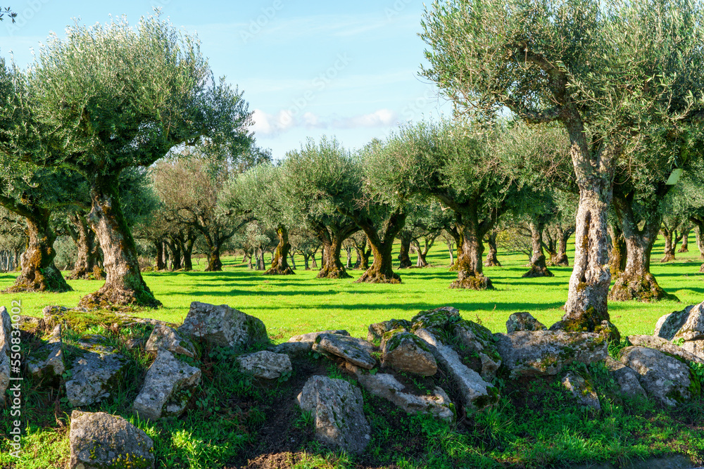 old olive groves showing thick tree trunks