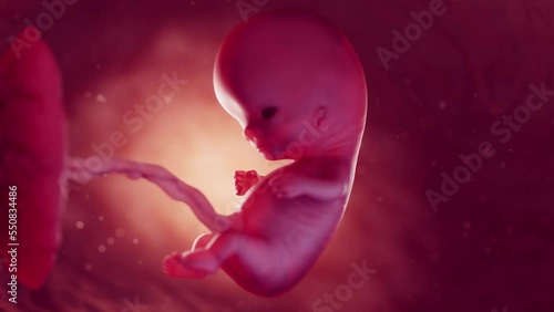 3d rendered medical animation of a 10 week old embryo in the womb photo