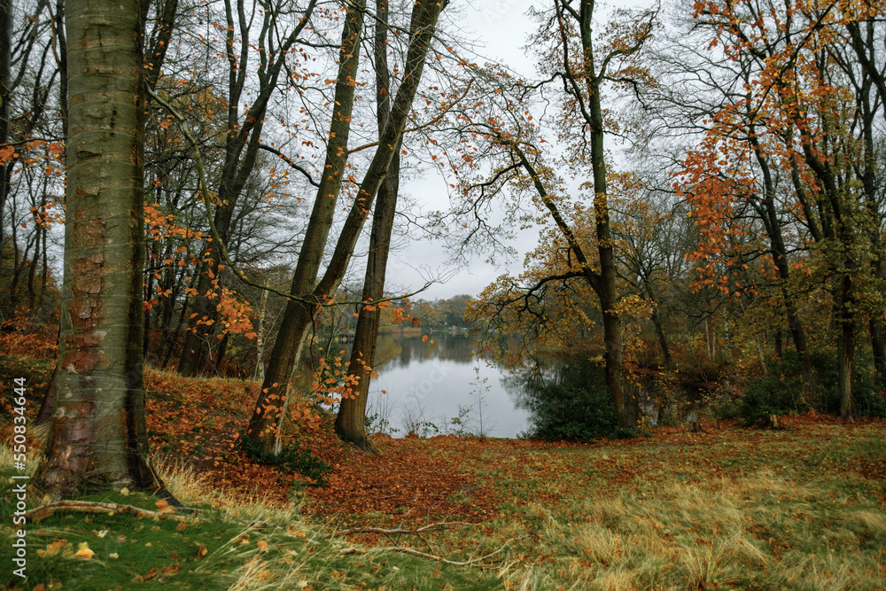 Obraz premium autumn in the forest